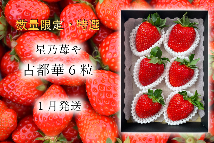 【先行予約】【古都華】【特選】 大粒 6粒 2026年1月発送  // いちご イチゴ 古都華 奈良 奈良県