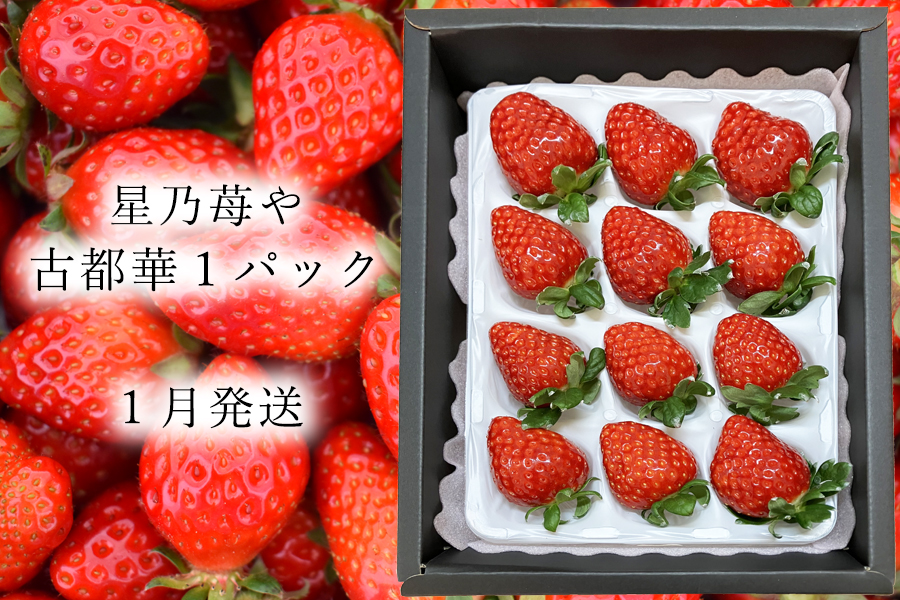 【先行予約】【古都華】1パック 2026年1月発送 ///苺 いちご イチゴ ストロベリー  古都華 奈良 奈良県 広陵町 生産者直送  直送 厳選 数量限定 旬 フルーツ 甘い 完熟 果物