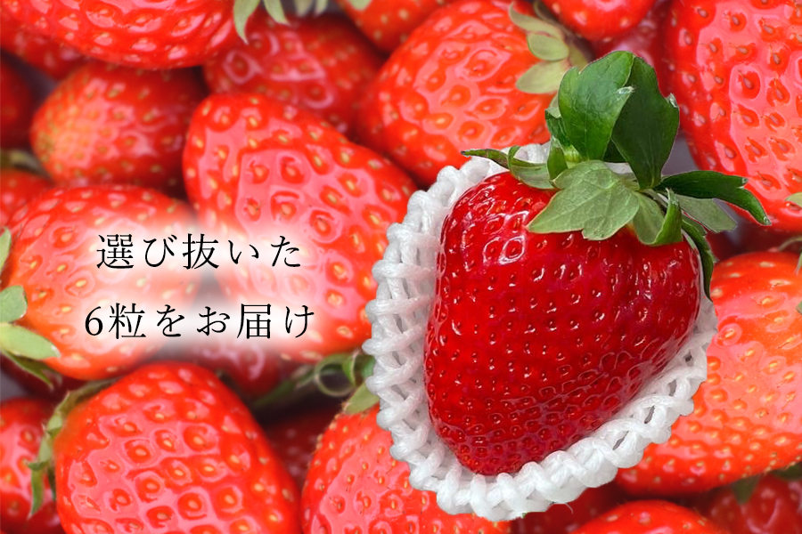 【先行予約】【古都華】【特選】 大粒 6粒 2026年2月発送 ///苺 いちご イチゴ ストロベリー  古都華 奈良 奈良県 広陵町 生産者直送  直送 厳選 数量限定 旬 フルーツ 甘い 完熟 果物