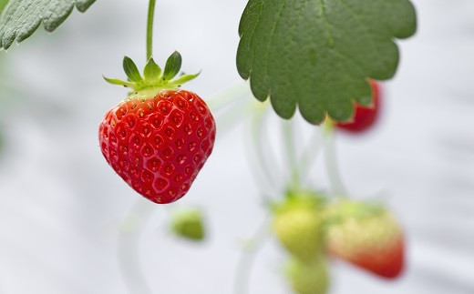 豢槫キ晏、上>縺。縺