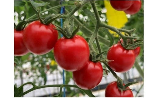 M013縲繝輔Ν繝シ繝繝溘ル繝医槭ヨ