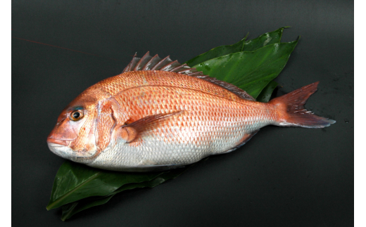 N276　紀州梅まだい２尾（鮮魚）