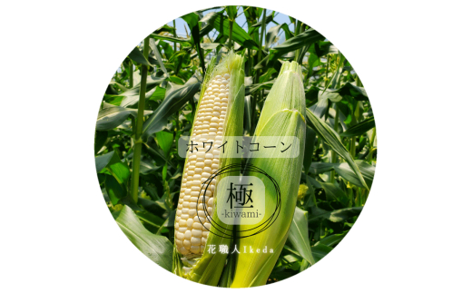 N176　ホワイトコーン極－Ｋｉｗａｍｉー（レギュラー）