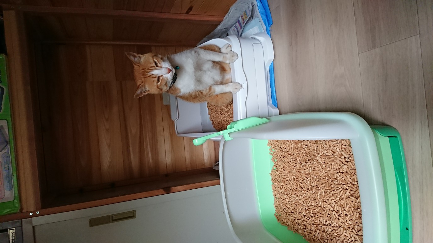 N912 【全3回定期便】森のねこトイレ　くずれるタイプ（2.5Ｌ×６袋）×全３回　川口建設株式会社