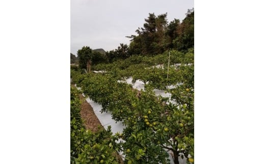 M250縲縺九ュ繧医@霎イ蝨偵∩縺九sシ包ス具ス縲シウ繧オ繧、繧コ