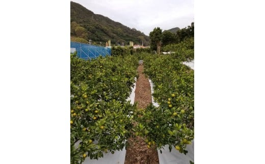 M250縲縺九ュ繧医@霎イ蝨偵∩縺九sシ包ス具ス縲シウ繧オ繧、繧コ