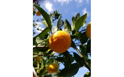 M250縲縺九ュ繧医@霎イ蝨偵∩縺九sシ包ス具ス縲シウ繧オ繧、繧コ