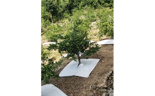 M250縲縺九ュ繧医@霎イ蝨偵∩縺九sシ包ス具ス縲シウ繧オ繧、繧コ