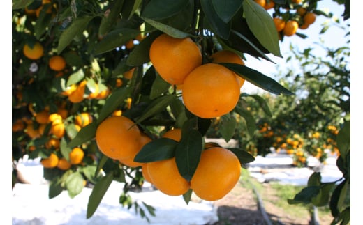 M248　滝橘園のみかん（田口早生）