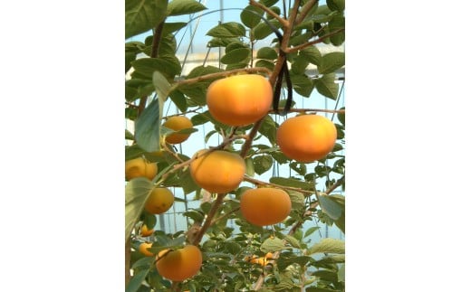 M247　温室新秋柿