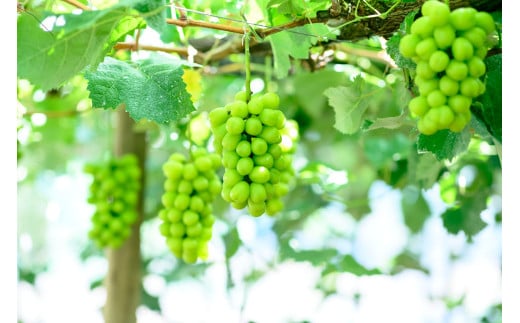 M246　シャインマスカット　２房