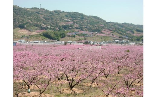 M242　あら川の桃（白鳳、清水白桃、川中島）品種お任せ
