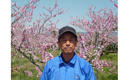 M241　【名産】『あら川の桃』７～８個入