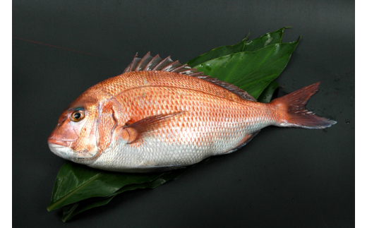 M138　紀州梅まだい１尾（鮮魚）