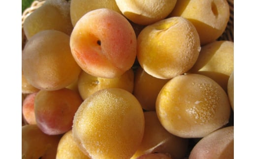 M015　紀州健康梅　完熟冷凍梅　１５００ｇ