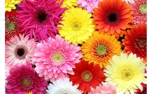M014　元気なガーベラ２０本セット