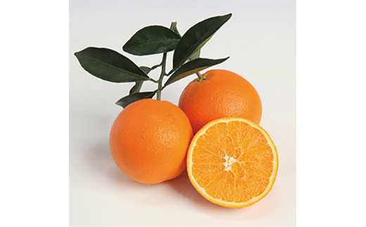 M009　樹上熟成ネーブル　約２．５ｋｇ