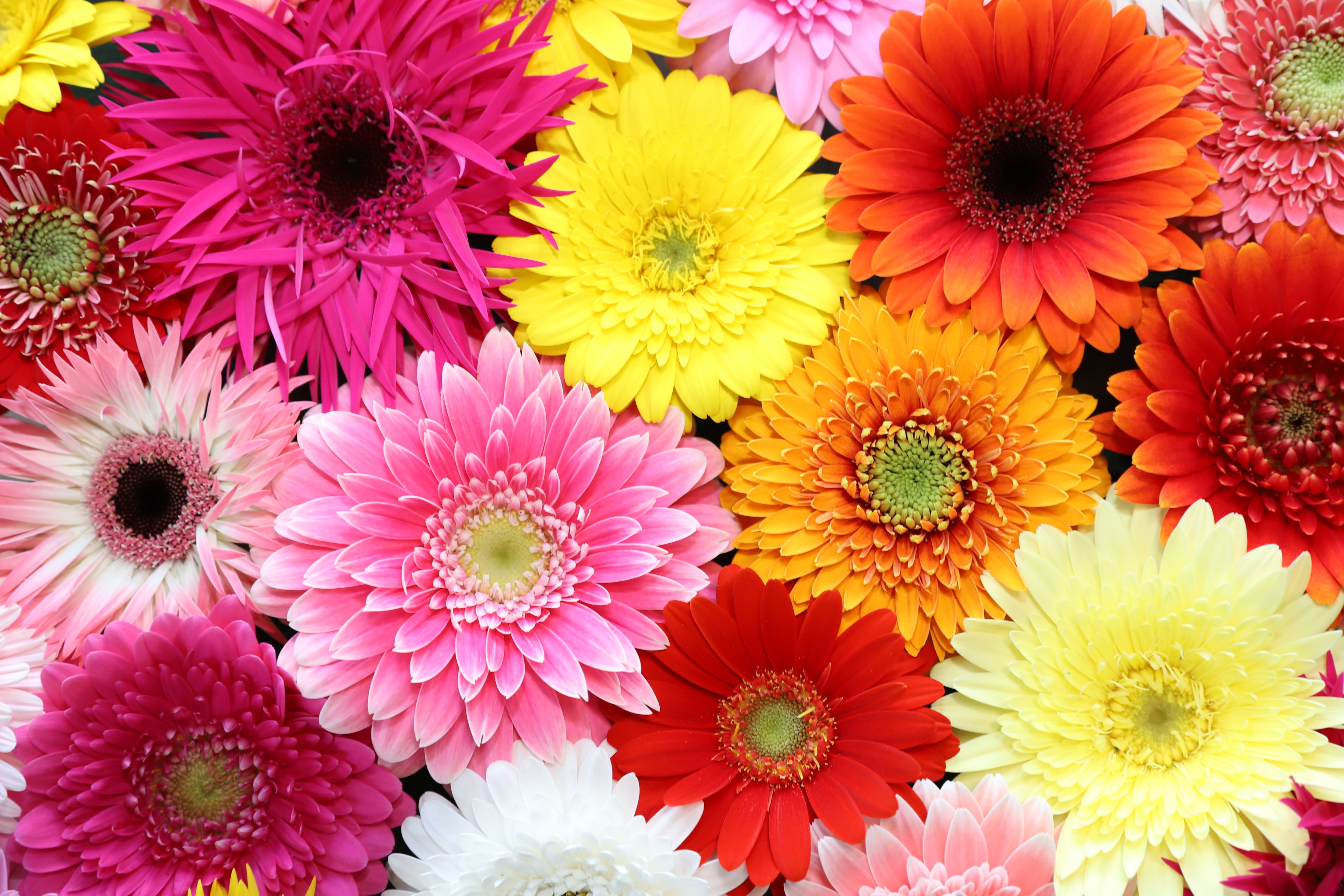 M014　元気なガーベラ２０本セット