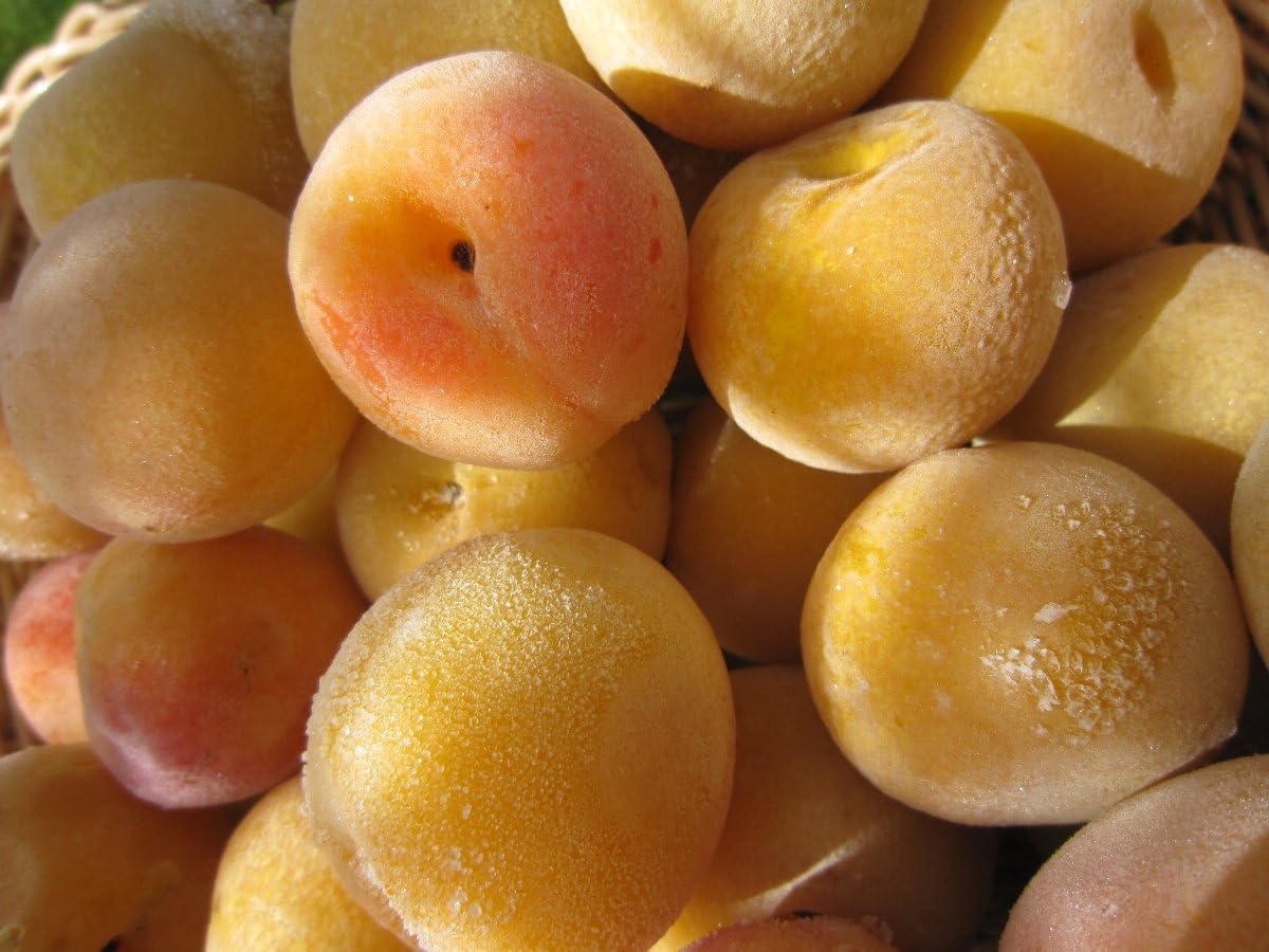 M015　紀州健康梅　完熟冷凍梅　１５００ｇ