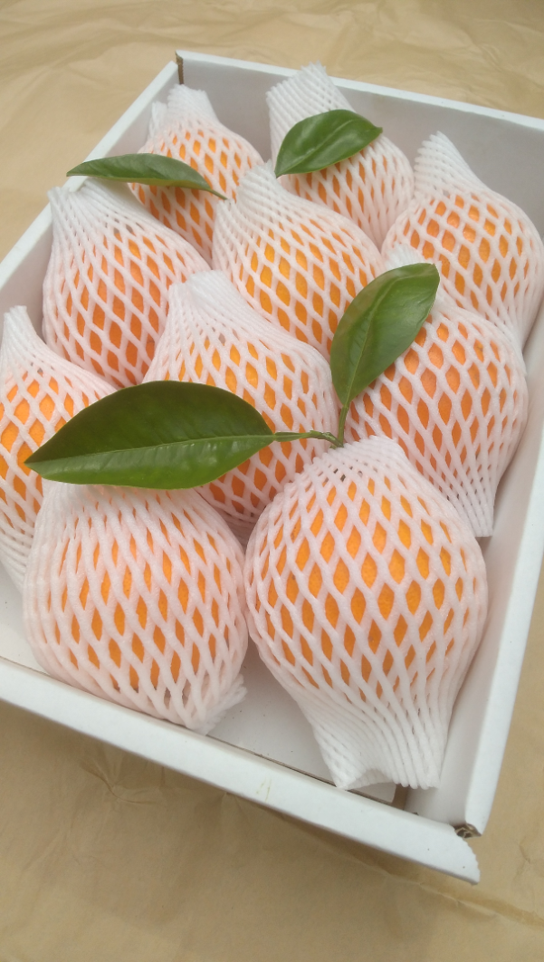 M009ãæš¹äžçæããŒãã«ãçŽïŒïŒïŒïœïœ