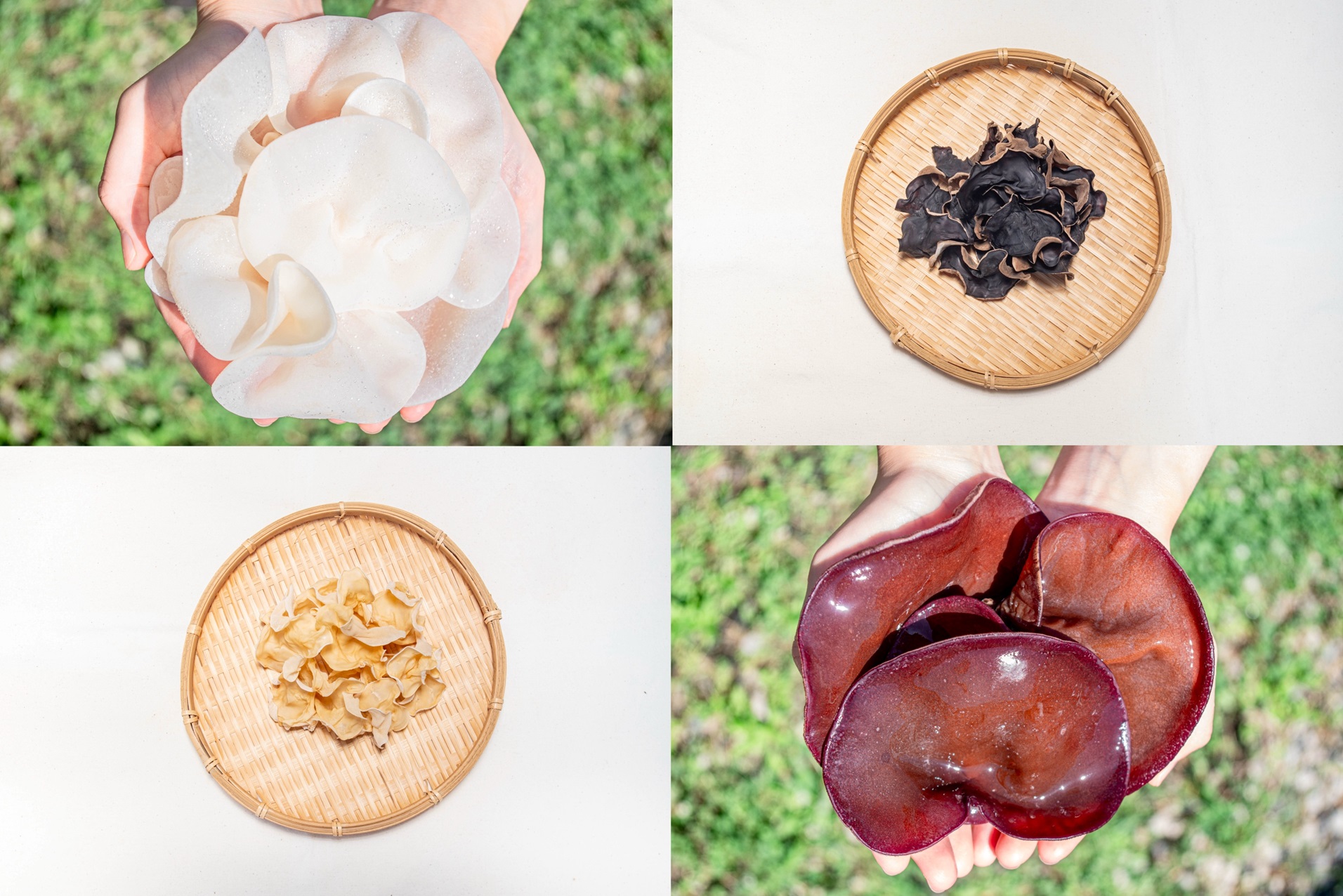 M254　「夢のきくらげ」白いきくらげ・あらげきくらげセット２