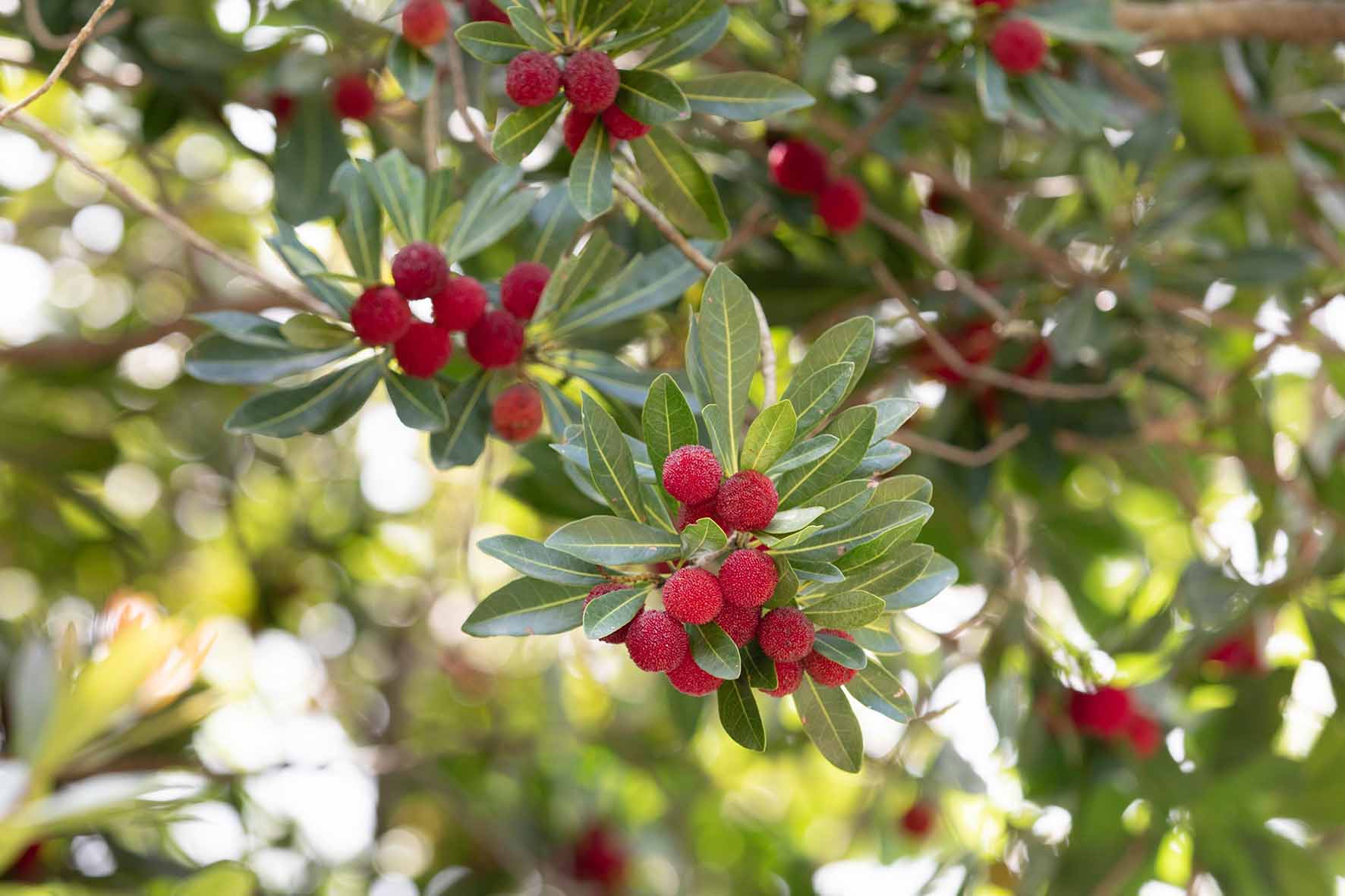M088　熊野やまももシロップ２本