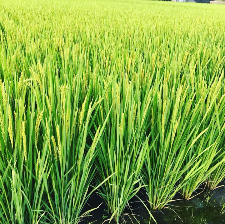 M177縲繧ー繝ォ繝繝ウ繝輔Μ繝シ繝励Ξ繝溘い邀ウ邊蛾」溘ヱ繝ウ邨舌ヱ繝ウ