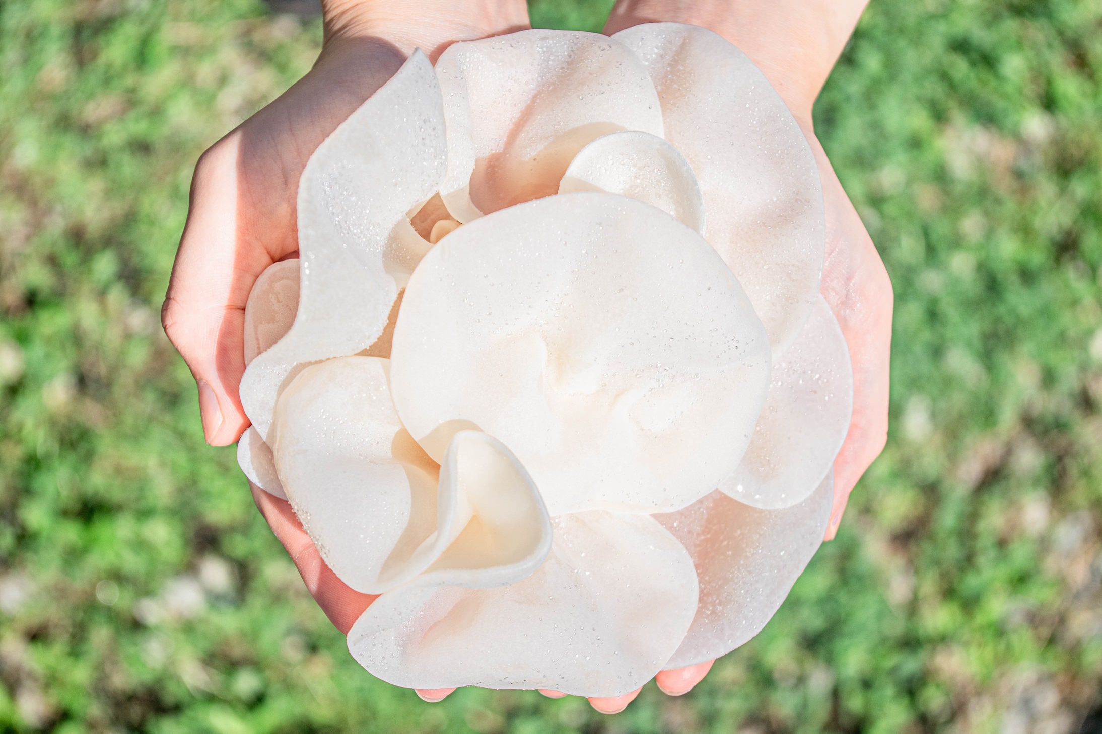 M254　「夢のきくらげ」白いきくらげ・あらげきくらげセット２