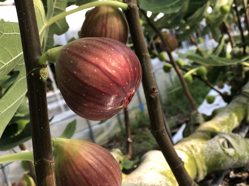 J004 令和５年度発送 完熟いちじく 和歌山県 12個入 先行予約 Jalふるさと納税 Jalのマイルがたまるふるさと納税サイト