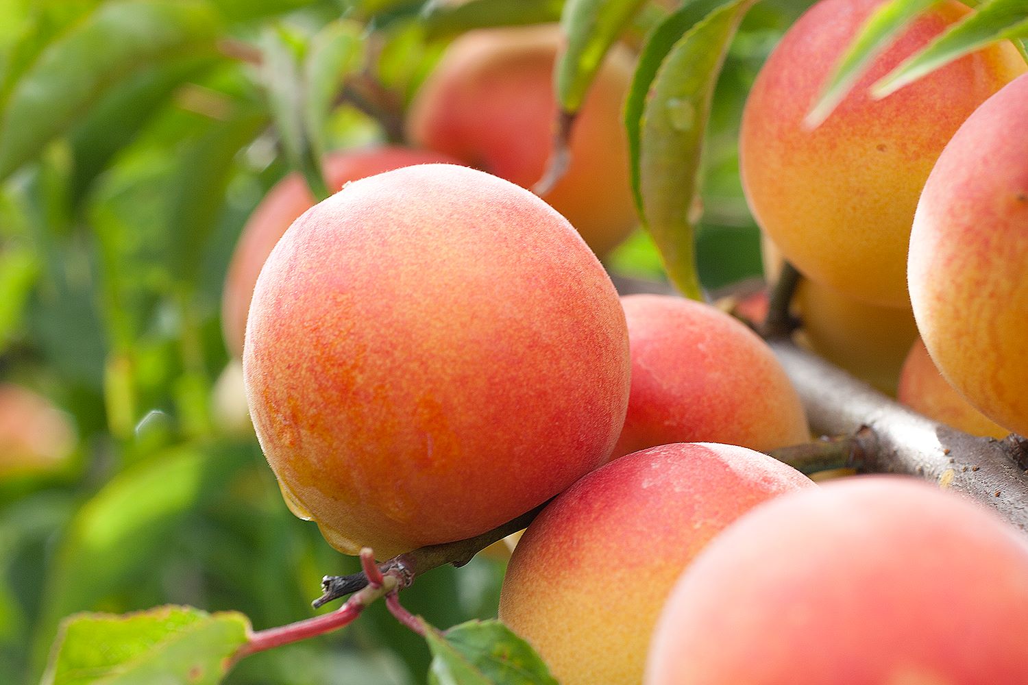 M063縲邏蟾槫漉鬮俶「繝励Ξ繝溘い繝蝪ゥ蛻邏シ難シ