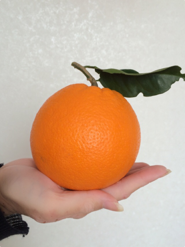 M009ãæš¹äžçæããŒãã«ãçŽïŒïŒïŒïœïœ