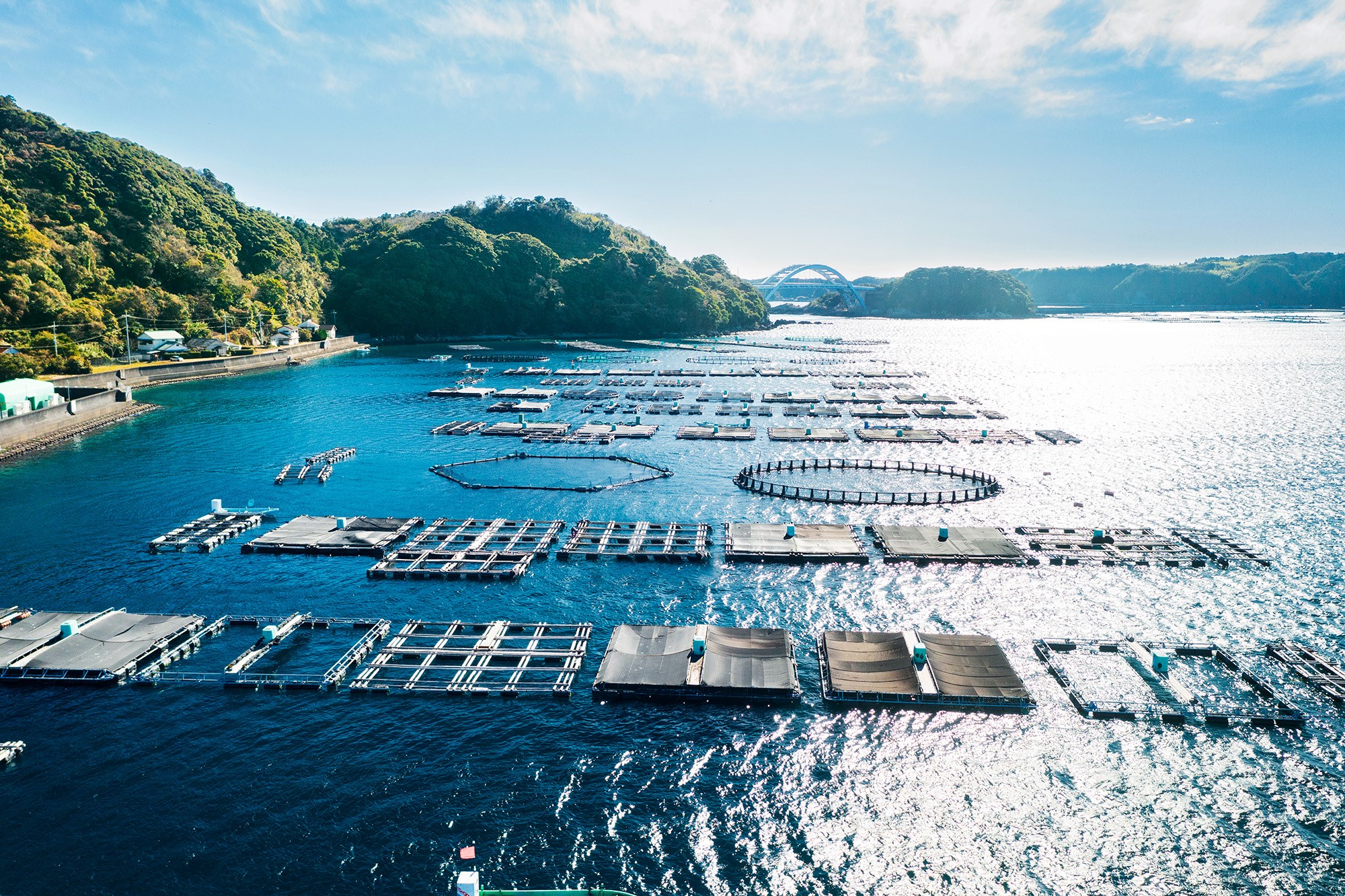 M455　紀州梅まだいのフィーレ（３尾分）