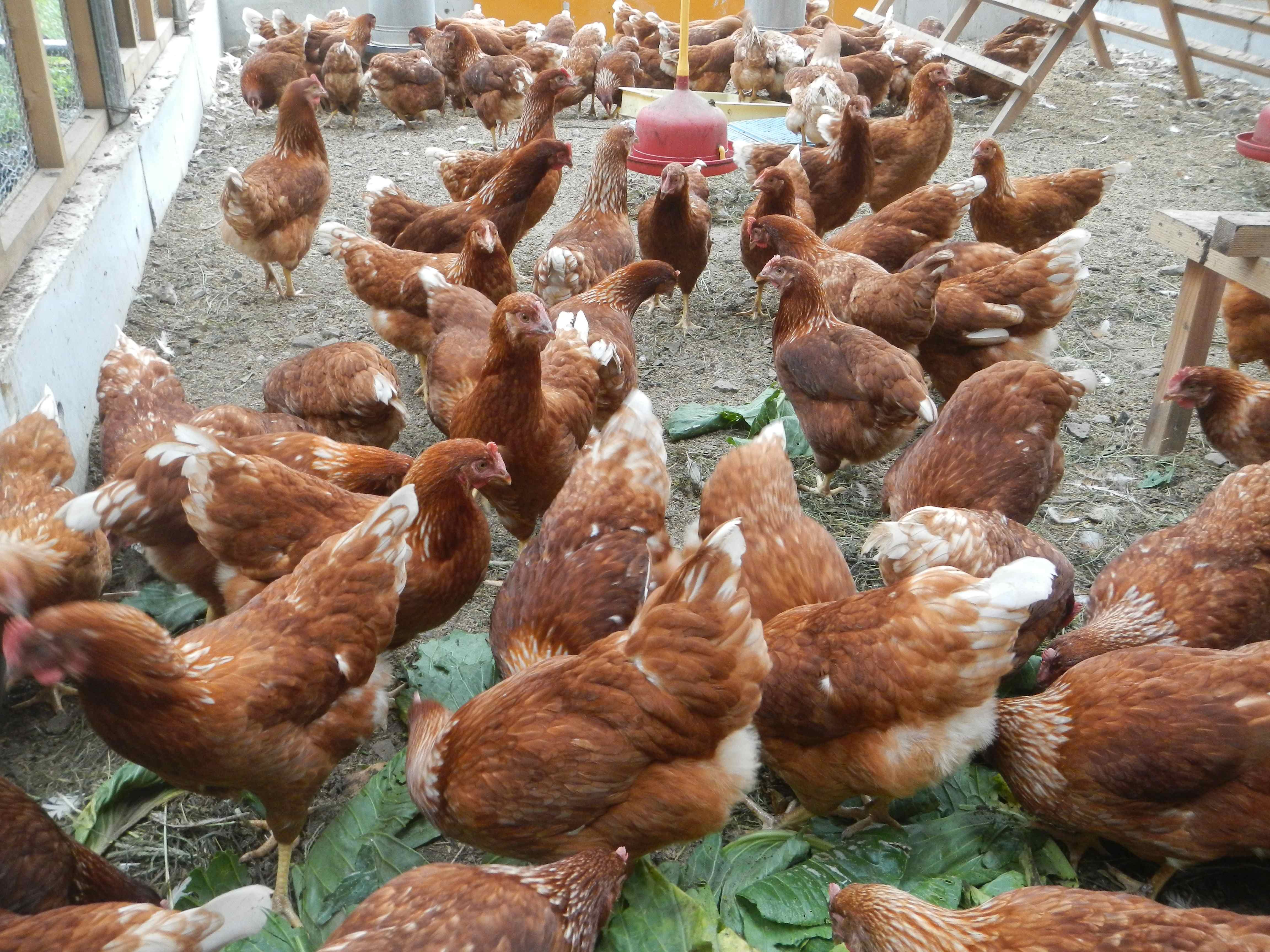 M170ãéŸç¥ã³ãã³ã®å°ããªããŸã10åå
¥ãÃ3ããã¯