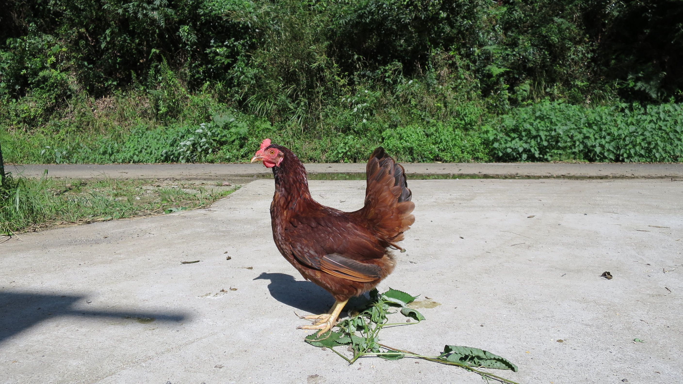 M170ãéŸç¥ã³ãã³ã®å°ããªããŸã10åå
¥ãÃ3ããã¯