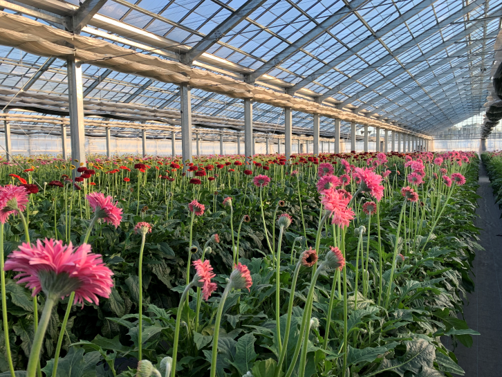 M014　元気なガーベラ２０本セット