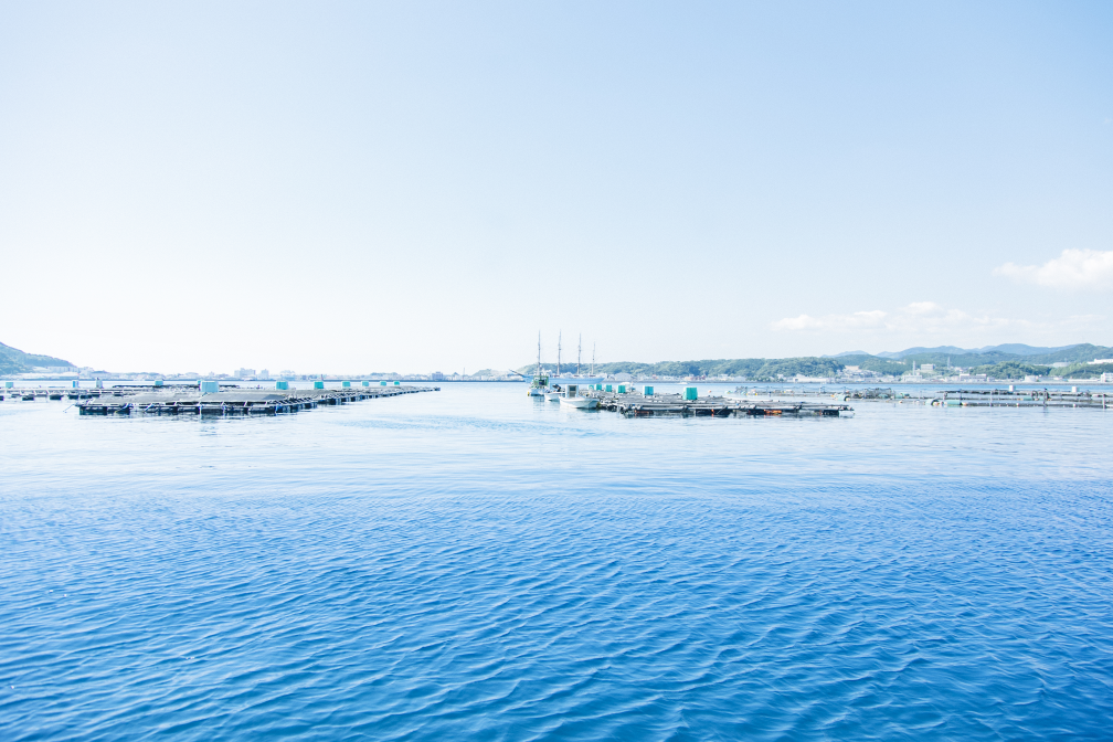 M138　紀州梅まだい１尾（鮮魚）