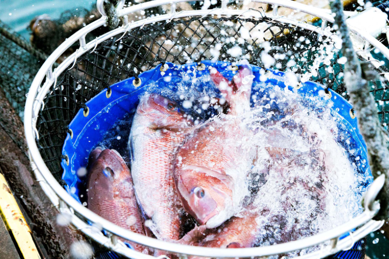 M291　紀州梅まだい２尾（鮮魚）