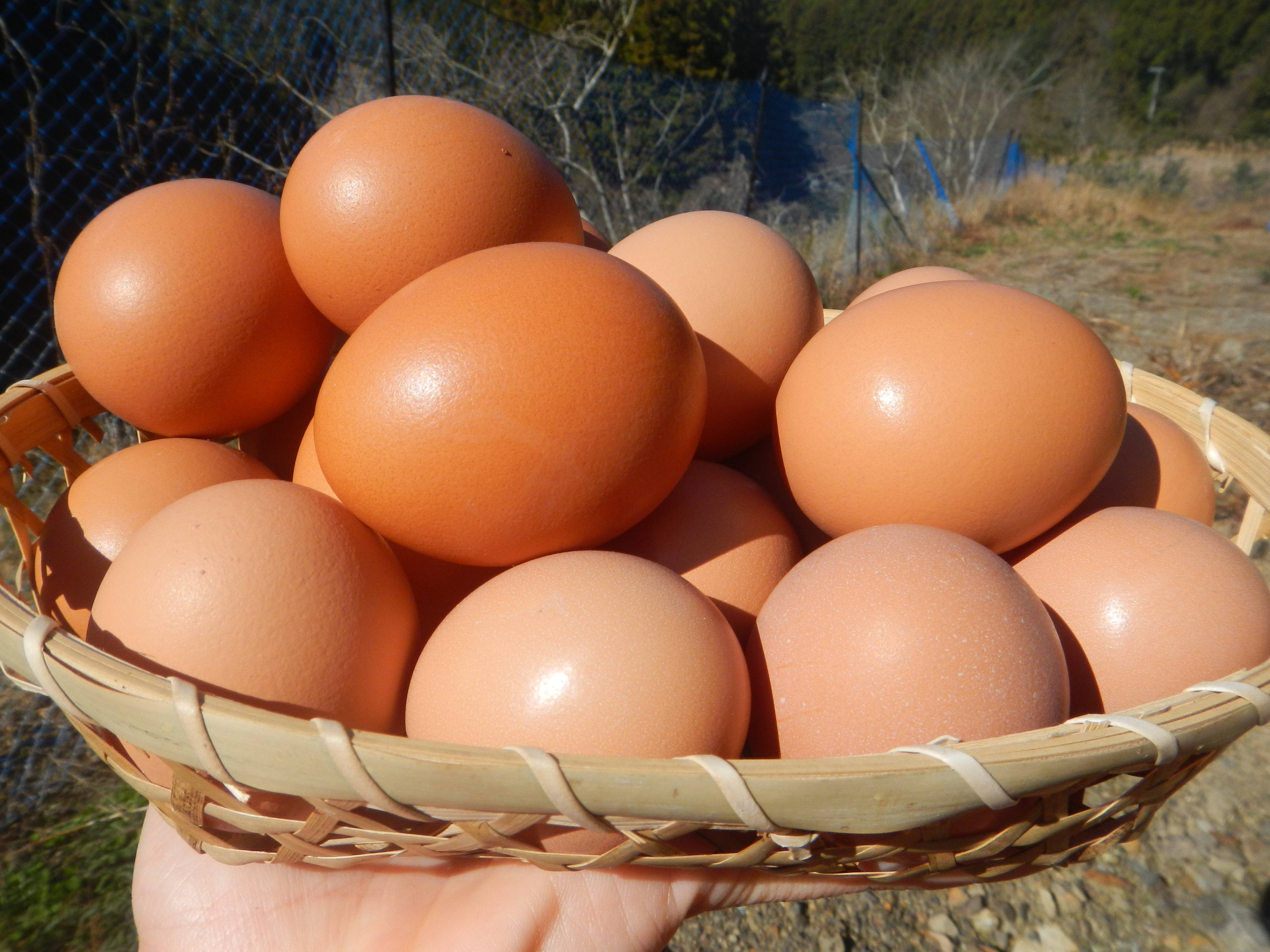 M170ãéŸç¥ã³ãã³ã®å°ããªããŸã10åå
¥ãÃ3ããã¯