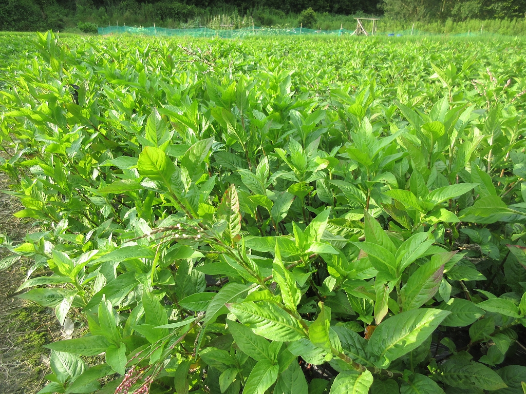 M472　藍染スカーフ　絹・ジョーゼット