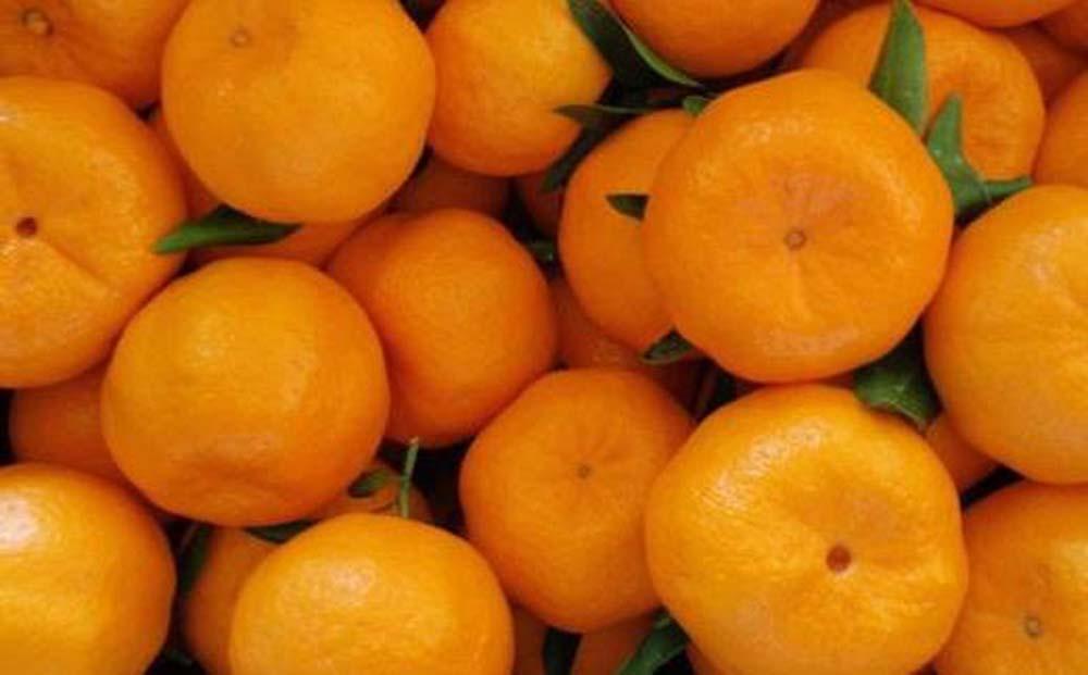 和歌山産ポンカン約5kg（サイズ混合・秀優品）★2027年2月初旬頃より順次出荷［TM136］