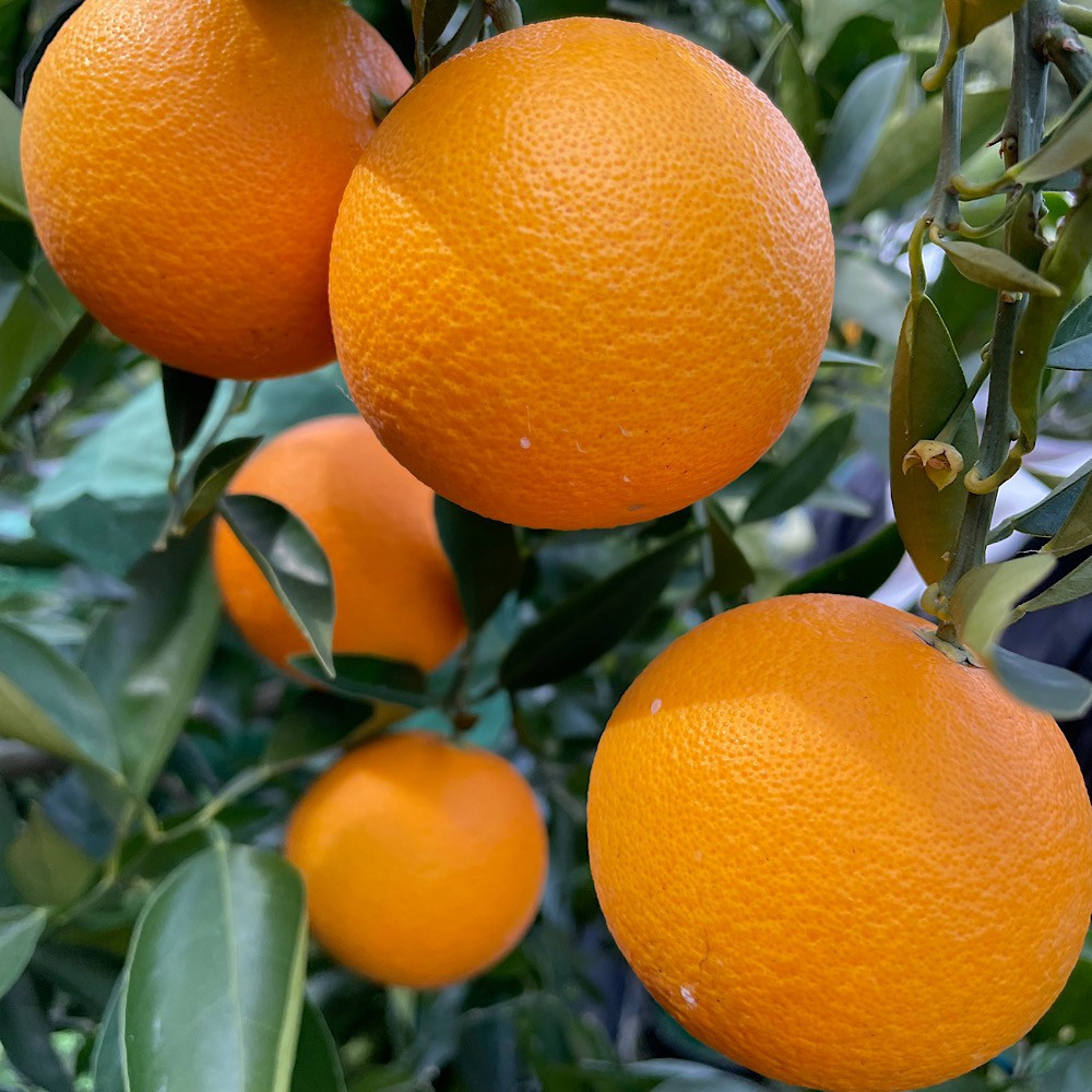 家庭用 国産 バレンシアオレンジ 約2kg M～LLサイズ 山下農園