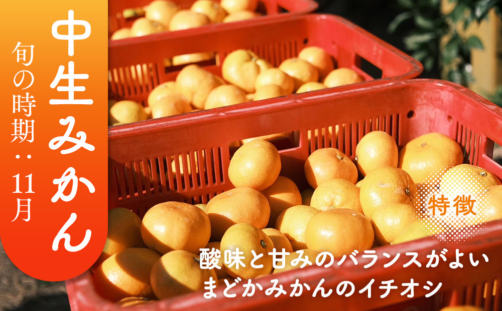 ［先行予約］［贈答用］冬採れみかん（中生みかん）2L〜3Lサイズ混合 5kg＋300g（傷み補償分）［2026年11月下旬より発送］