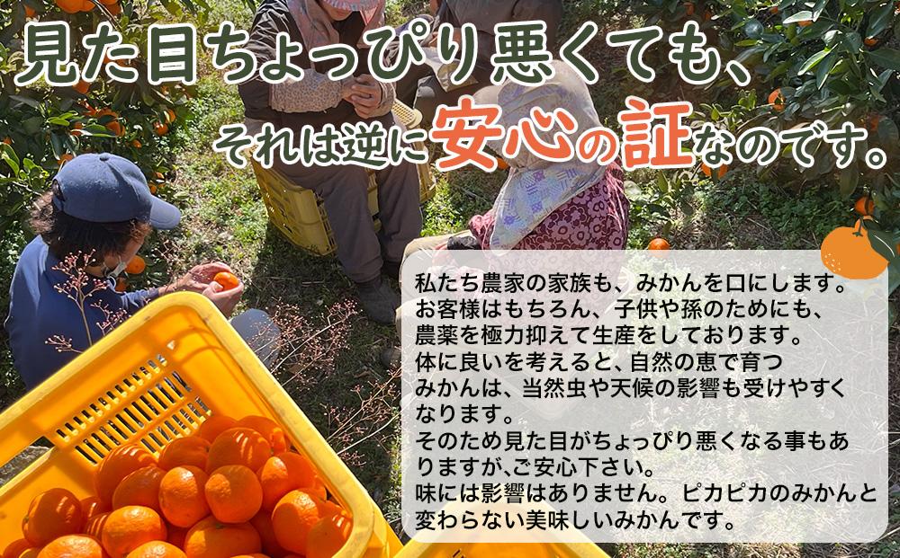 蔵出しみかん5kg大小混合サイズ 訳あり【下津の蔵出しみかん】1月から2月発送で昔ながらのみかん鈴木農園より産地直送｜家庭用 訳ありみかん ｜1月以降が旬の酸味もおいしい蔵出しみかん ※北海道・沖縄・離島への配送不可