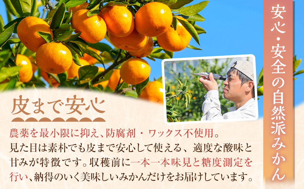 蔵出しみかん6kg《大玉》２L又は３Lサイズ【和歌山県産】昔ながらのみかん鈴木農園より農園直送｜LLサイズ ２Lサイズ 家庭用 大きいサイズ※北海道・沖縄県・一部離島 配送不可