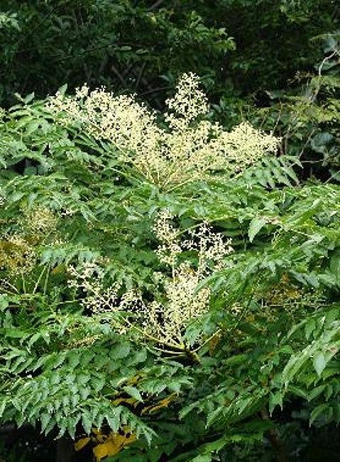 辭企主商驕 蟲縺ョ陷り惧2譛ャ繧サ繝繝医心W98縲