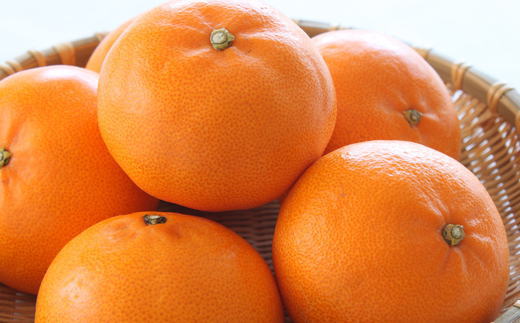 一度は食べていただきたい「有田産のせとか」約4～5kg（サイズおまかせ）★2027年2月中旬頃より順次発送［TM138］