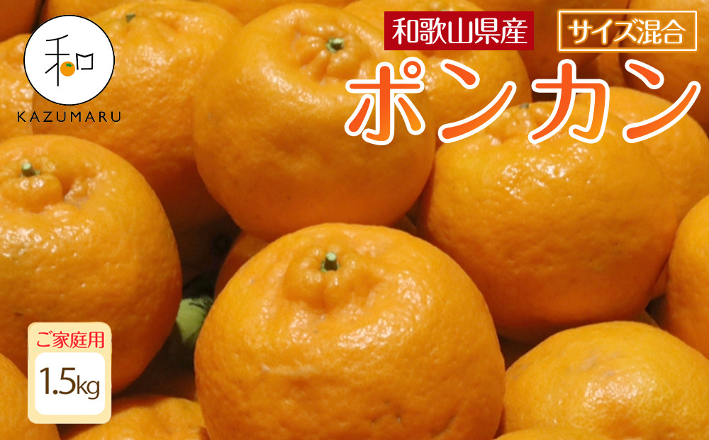 家庭用 森本農園の手選別 ポンカン 1.5kg 和歌山県産 サイズ混合 ［北海道・沖縄・離島配送不可］［RN11］［2027年1月中旬から順次発送］