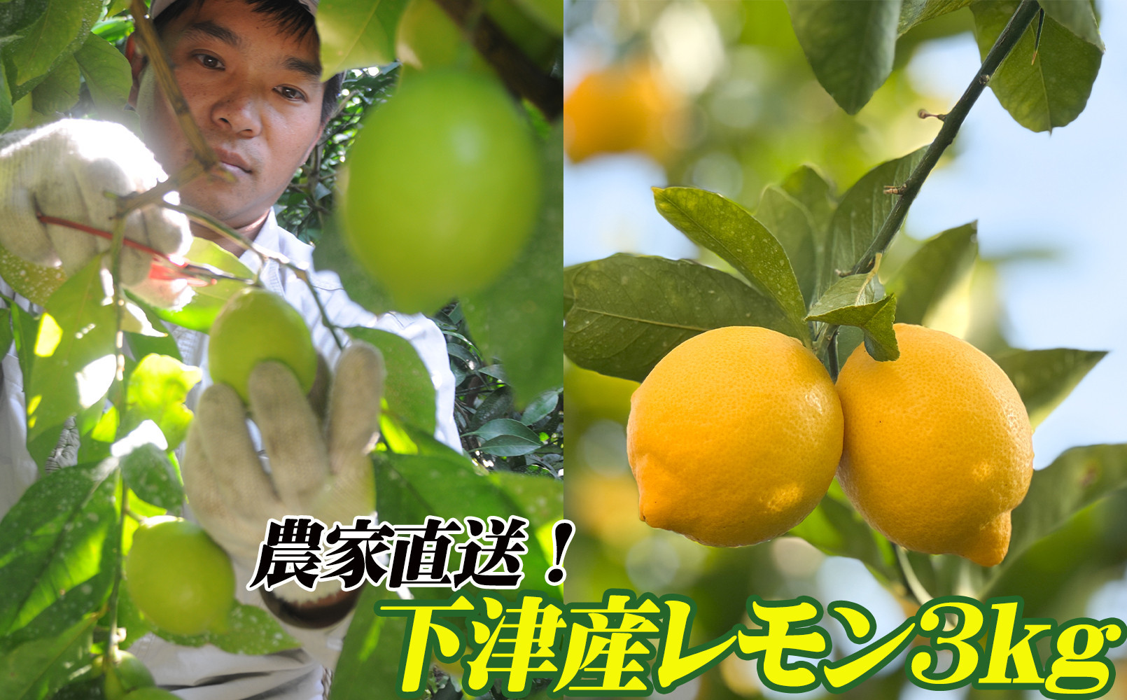 レモン 約3kg 大小混合サイズ 11月～2月に鈴木みかん農園より農園直送！ 青いレモン 黄色いレモン ※北海道・沖縄・離島への配送不可