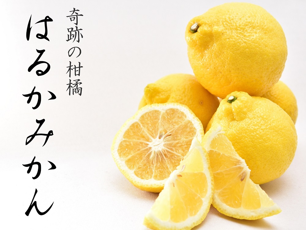 はるかみかん 約6kg 大小混合 《ご家庭用》 ちょっと訳あり 和歌山県産 農園直送 まごころ産直みかん 【北海道・沖縄県・一部離島 配送不可】果物 フルーツ ミカン 蜜柑 わけあり 訳アリ 完熟 ［Mg29］