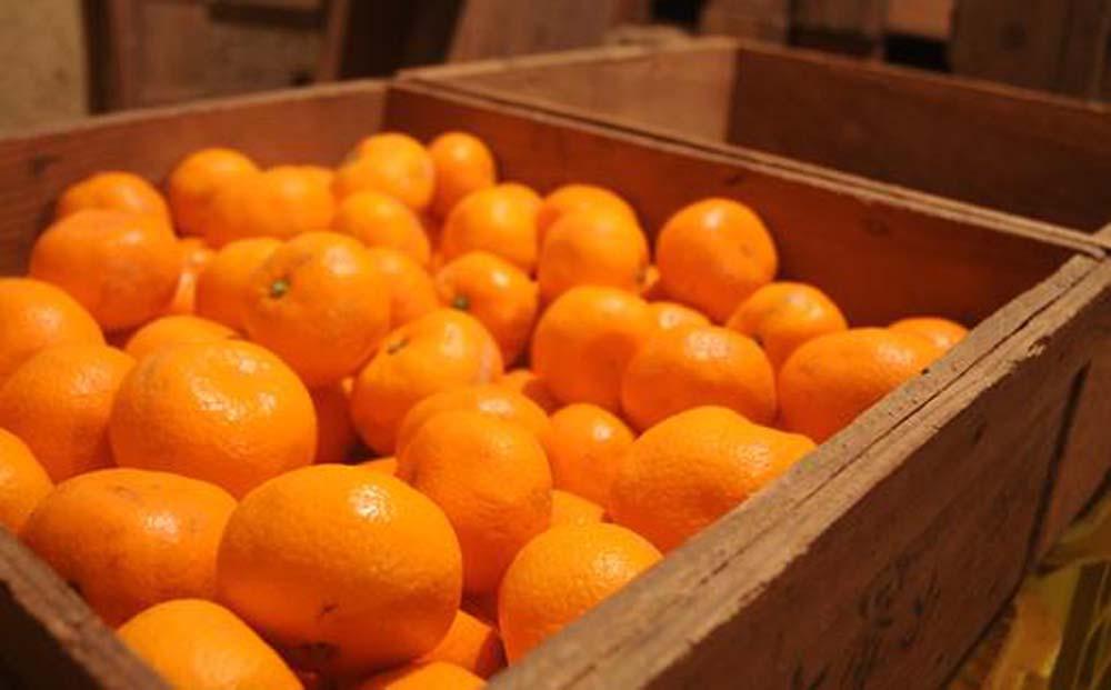 蔵出しみかん5kg小粒S又はSSサイズ【下津の蔵出しみかん】1月から2月発送で鈴木みかん農園より農園直送でお届けします｜ 贈答 ギフト Sサイズ 2Sサイズ 小玉  ※北海道・沖縄・離島への配送不可